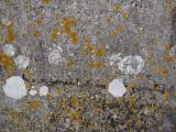 image of grave number 833520